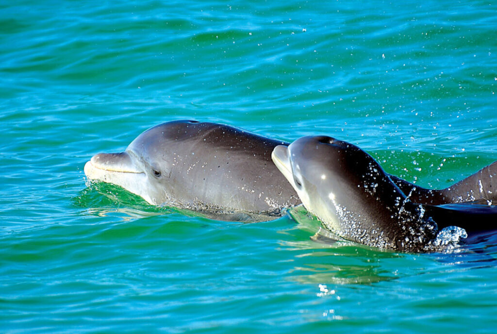 dolphin mom parenting